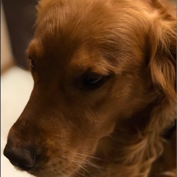 Meet your Posher, Brady - Picture 1 of 1